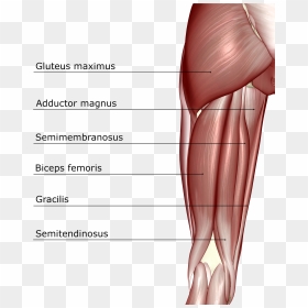 - Hamstring Muscles , Png Download - Muscles In The Thigh, Transparent Png - muscles png