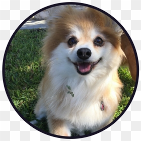 Services And Rates - Pomeranian, HD Png Download - pomeranian png