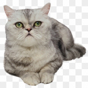 Cat Png - Cats, Transparent Png - cat nose png