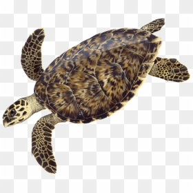 Adult Hawksbill Illustration © Dawn Witherington - Hawksbill Sea Turtle Drawing, HD Png Download - turtles png