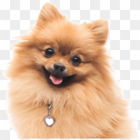 Pomeranian Puppies For Sale - Fluffy Chiwawa Dog, HD Png Download - pomeranian png
