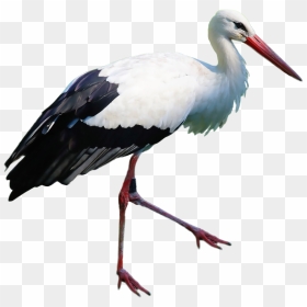 Stork Standing Png Image, Transparent Png - stork png