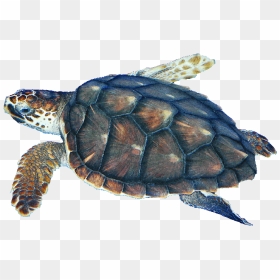 Leatherback Turtle Png - 海龟, Transparent Png - turtles png