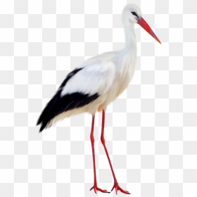 Stork Png, Transparent Png - stork png