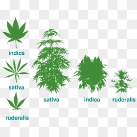 Cannabis Ruderalis, HD Png Download - cannabis leaf png