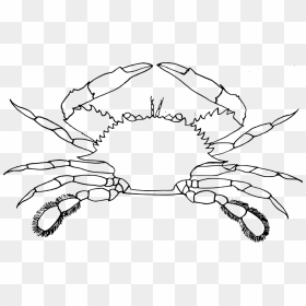Art,symmetry,plant - Crab Clip Art Black And White, HD Png Download - blue crab png