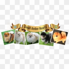 Pomeranian , Png Download - Pomeranian, Transparent Png - pomeranian png