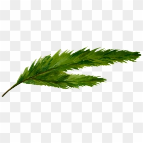Un Green Split Leaf Png Transparente - Cannabis, Png Download - cannabis leaf png