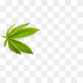 Transparent Cbd Leaf, HD Png Download - cannabis leaf png