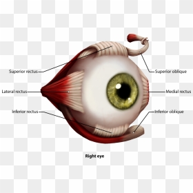 Eye Muscles Png , Png Download - Muscles Of Eyeball, Transparent Png - muscles png