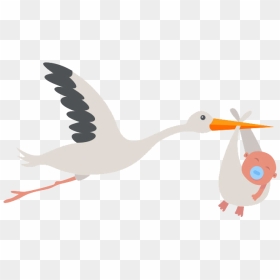 Stork Png Transparent Background - Transparent Stork Png, Png Download - stork png