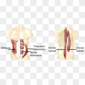 Anatomical Muscle Psrinting Png Banner Freeuse - Core Muscle Groups, Transparent Png - muscles png