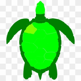 Green Sea Turtle Reptile Clip Art - Sea Turtle Clip Art, HD Png Download - turtles png