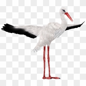 Stork Png Free Download - White Storks Png, Transparent Png - stork png