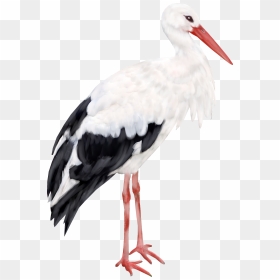 Stork Png Download Image - Журавель Png, Transparent Png - stork png