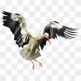 Stork Png Image With Transparent Background - Stork Transparent Background, Png Download - stork png