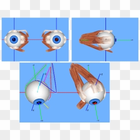 Extraocular Muscles - Cartoon, HD Png Download - muscles png