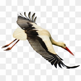 Crane Clipart Stork Bird - Stork Transparent, HD Png Download - stork png