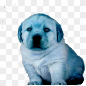Labrador Retriever, HD Png Download - perro png