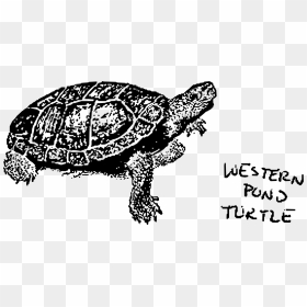 Western Pond Turtle Clip Arts - Turtle Drawing, HD Png Download - turtles png