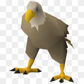 Bald Eagle , Png Download - Bald Eagle, Transparent Png - bald eagle head png