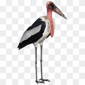 Stork Png High-quality Image - Marabou Stork Png, Transparent Png - stork png