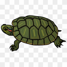 Red-eared Slider Turtle Clipart - Realistic Turtle Clip Art, HD Png Download - turtles png