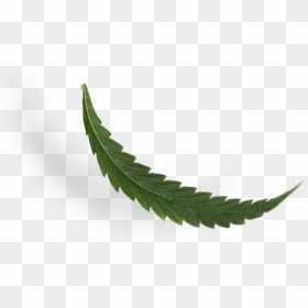Cbd Leaf - Fern, HD Png Download - cannabis leaf png