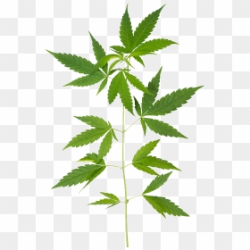 Green Compass Cbd, HD Png Download - cannabis leaf png