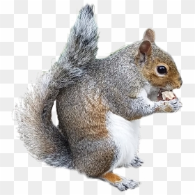 Collection Of Free Chipmunk Drawing Douglas Squirrel - Douglas Squirrel Transparent Background, HD Png Download - chipmunk png