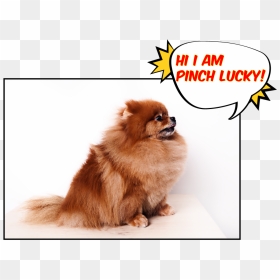 Pomeranian , Png Download - Pomeranian, Transparent Png - pomeranian png
