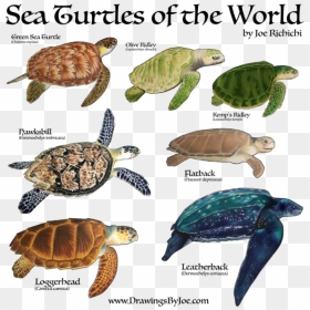Sea Turtles Of The World Sweatshirt , Png Download - Sea Turtles 7 Species, Transparent Png - turtles png