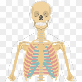 Illustration, HD Png Download - muscles png