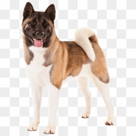 Perro Animales - Akita Dog Png, Transparent Png - perro png