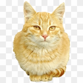 Domestic Short-haired Cat, HD Png Download - cat nose png