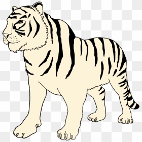White Tiger Clipart - Bengal Tiger, HD Png Download - tiger clipart png