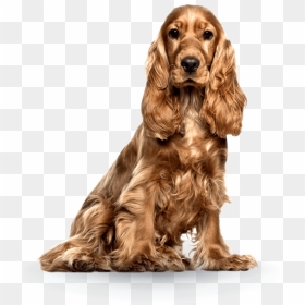 Feminine Dog, HD Png Download - perro png