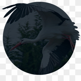 White Stork , Png Download - Little Blue Heron, Transparent Png - stork png
