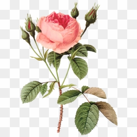 Transparent Flores Png - Rose Redouté, Png Download - flores vintage png