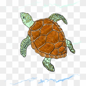 Loggerhead Sea Turtle Clip Art, HD Png Download - vhv