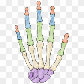 Bones Of The Hand, HD Png Download - skeleton hand png