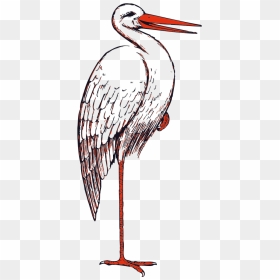 Stork Bird Svg Clip Arts - Stork Clip Art, HD Png Download - stork png