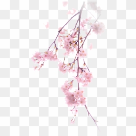 Free Download Cherry Blossom Png Clipart Cherry Blossom - Cherry Blossom Flower Transparent Background, Png Download - blossom png