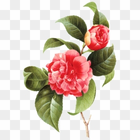 Vintage Little Vector Flower Png Transparente Imagens - Camellia Poster, Png Download - flores vintage png