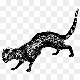 Whiskers Wildcat Dog Bear - Civet Cats Png, Transparent Png - cat logo png