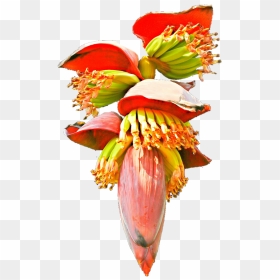 Thumb Image - Banana Heart Clipart, HD Png Download - blossom png