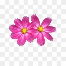 Flower Background , Png Download - Aster Flower Pink Png, Transparent Png - flower background png