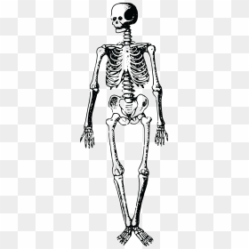 Jpg, Png, Eps, Ai, Svg, Cdr - Free Clip Art Skeleton, Transparent Png - skeleton hand png