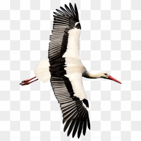 White Stork, HD Png Download - stork png