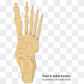 Superior View Of The Foot And Ankle Bones - Proximal Phalanx In Foot, HD Png Download - skeleton hand png